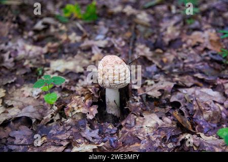 Essbare Pilze Amanita rubescens, auch bekannt als Erröten amanita. Wilde Pilze, die zwischen den herabfallenden Blättern im Herbstwald wachsen. Stockfoto