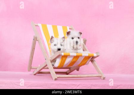 West Highland White Terrier Welpen / West Highland White Terrier Welpen Stockfoto