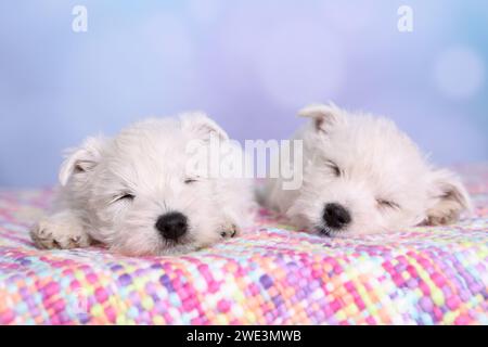 2 West Highland White Terrier Welpen / 2 West Highland White Terrier Welpen Stockfoto