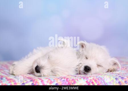 2 West Highland White Terrier Welpen / 2 West Highland White Terrier Welpen Stockfoto