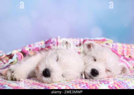 2 West Highland White Terrier Welpen / 2 West Highland White Terrier Welpen Stockfoto