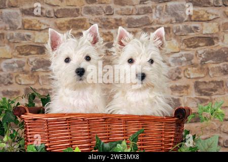 West Highland White Terrier Stockfoto