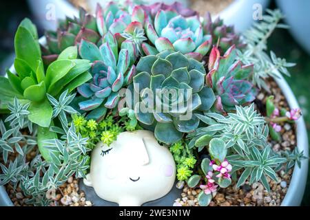 Farbenfrohe Sukkulenten Blumenbeet, sie werden in kleinen Töpfen angebaut, um das Zimmer zu dekorieren Stockfoto