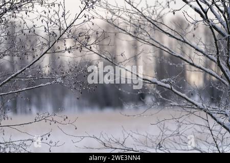 Frostbedeckte Erlenzweige (Alnus glutinosa) vor unscharfem Hintergrund. Winter. Winterwetter. Weichzeichner. Stockfoto