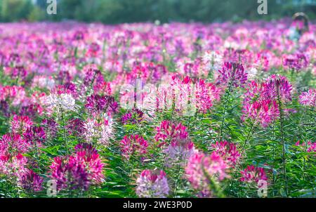 Kleome spinosa Blumenfeld blüht brillant in Öko-Tourismus-Bereich. Blumen werden verwendet, um Korridore, Gartenräume zu schmücken und frische Luft zu schaffen Stockfoto