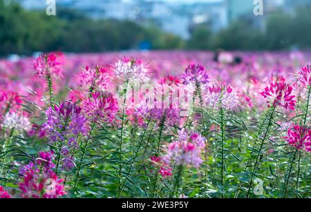 Kleome spinosa Blumenfeld blüht brillant in Öko-Tourismus-Bereich. Blumen werden verwendet, um Korridore, Gartenräume zu schmücken und frische Luft zu schaffen Stockfoto