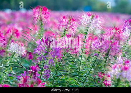 Kleome spinosa Blumenfeld blüht brillant in Öko-Tourismus-Bereich. Blumen werden verwendet, um Korridore, Gartenräume zu schmücken und frische Luft zu schaffen Stockfoto