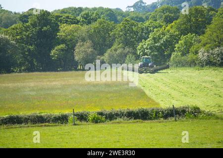Ein Traktor und Mäher, der Heu oder Silage in Devon, Großbritannien, schneidet Stockfoto