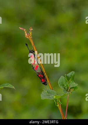 6-fleckige burnetmotte: Zygaena filipendulae. Passendes Paar Stockfoto