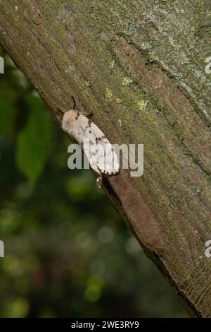 Gypsy Moth: Lymantria dispar. Weibchen mit Ei-Cluster, mit Haaren bedeckt. Surrey, Großbritannien. Stockfoto