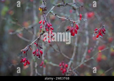 Berberitze (Berberis vulgaris) Zweig mit Beeren im Herbstregen. Abdeckungsdesign. Hintergrund. Stockfoto