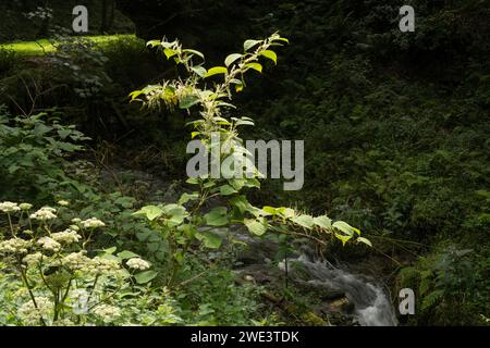 Invasiver japanischer Knotweed: (Reynoutria japonica) wächst entlang des Flusses in alten Wäldern, Tintagel, Nord-Cornwall, Großbritannien Stockfoto