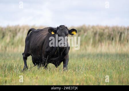 Aberdeen angus Kuh auf einer Strandwiese Stockfoto