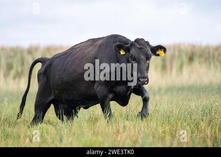 Aberdeen angus Kuh auf einer Strandwiese Stockfoto