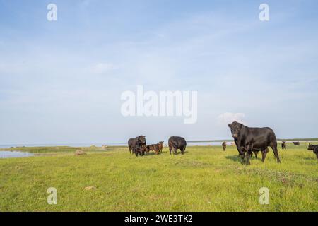 Schwarze Aberdeen Angus Rinder weiden auf einer Weide an der Nordküste von Hiiumaa. Stockfoto