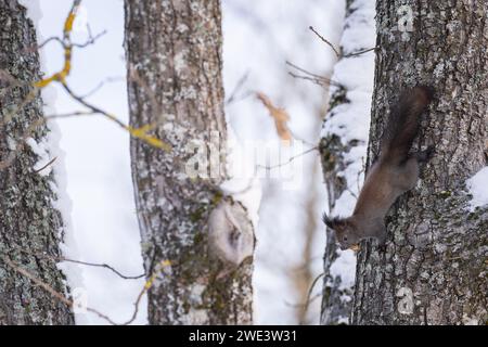 Ein Eichhörnchen (Sciurus vulgaris) auf einem Baum, der sich mit einer Eichel nach unten bewegt. Winterzeit. Winterlandschaft mit Eichhörnchen. Stockfoto