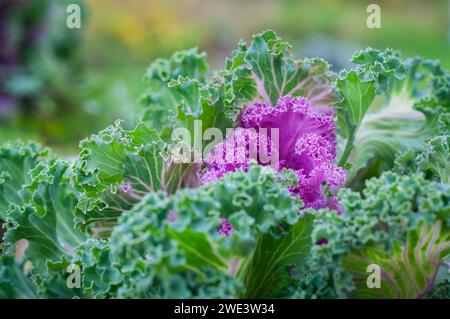 Herbst im Garten. Zierkohl oder Zierkohl (Brassica oleracea) im Herbstgarten. Anlagenhintergrund. Hintergrundbild. Stockfoto