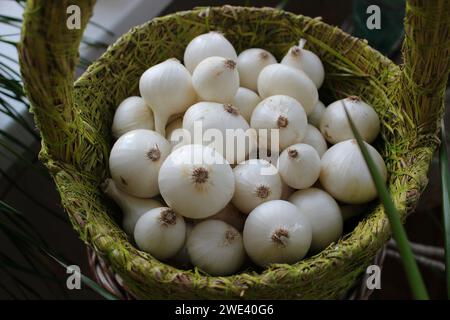 Frisch gepflückte Zwiebeln in Einem Korb mit Dekorationspflanzen Stockfoto