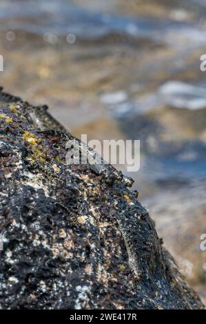 Rockskipper, auch bekannt als Combtooth Blenny, ruht auf Felsen auf der Insel ilot sancho auf Mauritius Stockfoto