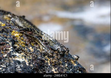 Rockskipper, auch bekannt als Combtooth Blenny, ruht auf Felsen auf der Insel ilot sancho auf Mauritius Stockfoto