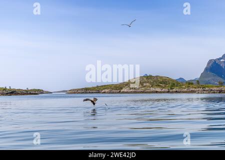 Ein Seeadler stürzt über das glasklare Wasser der Lofoten, während eine Möwe in den riesigen Himmel über ihnen aufsteigt Stockfoto