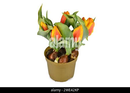 Orangefarbene und gelbe Tulpenblüten 'Tulipa Flair' im Blumentopf auf weißem Hintergrund Stockfoto