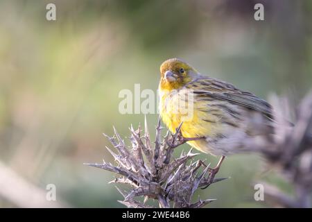 Serinus canaria saß auf einer Pflanze, die sich ernährte Stockfoto