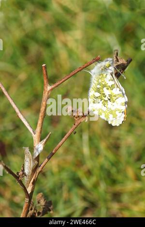 Eine gerade aus Chrysalis stammende männliche Schmetterlingsspitze (Anthocharis cardamines) hängt an einem Zweig, der seine Flügel trocknet. Leerer Kokons. Familie Pieridae. Stockfoto