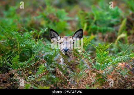Rotwild (Cervus elaphus), die im Herbst/Herbst durch Brackfarne im Wald schauen Stockfoto