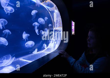 Großes Aquarium mit Quallen oder Medusen im Neonlicht im neu eröffneten Prager Medusarium in Tschechien Stockfoto