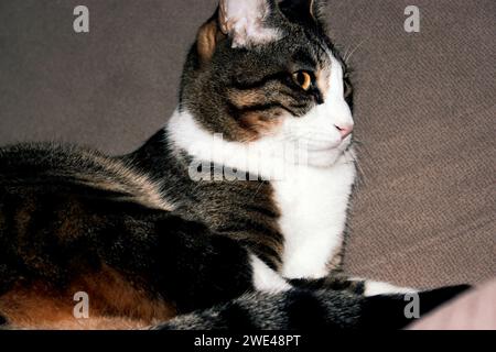 Tabby Cat pflegt sich nachts auf einem Sofa Stockfoto