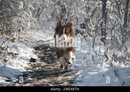 Australischer Schäferhund rote Trikolore mit lustigem Gesicht läuft schnell auf weißem Schnee vor Waldhintergrund. Australischer Hund zu Fuß im Winterpark. Vorderansicht Stockfoto