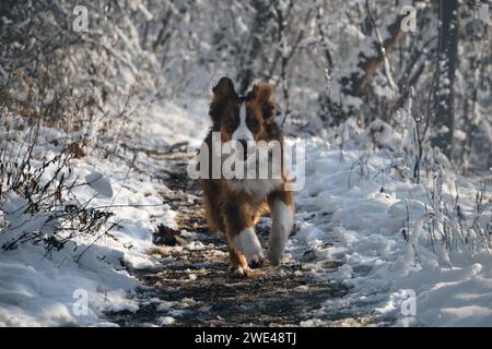 Australischer Schäferhund rote Trikolore mit lustigem Gesicht läuft schnell auf weißem Schnee vor Waldhintergrund. Australischer Hund zu Fuß im Winterpark. Vorderansicht Stockfoto