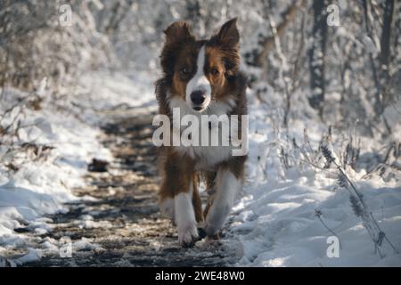 Australischer Schäferhund rote Trikolore mit lustigem Gesicht läuft schnell auf weißem Schnee vor Waldhintergrund. Australischer Hund zu Fuß im Winterpark. Vorderansicht Stockfoto