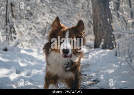 Australischer Schäferhund rote Trikolore mit lustigem Gesicht läuft schnell auf weißem Schnee vor Waldhintergrund. Australischer Hund zu Fuß im Winterpark. Vorderansicht Stockfoto