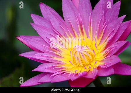 Lebendige Farben des Lebens: Eine Nahaufnahme der Wasserlilie. Stockfoto