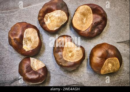 Conkers auf Schieferhintergrund Stockfoto