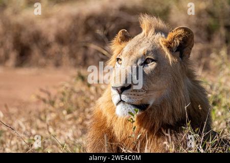 Eswatini, Swasiland, Hlane Royal National Park, Löwe (Panthera leo), männlich Stockfoto