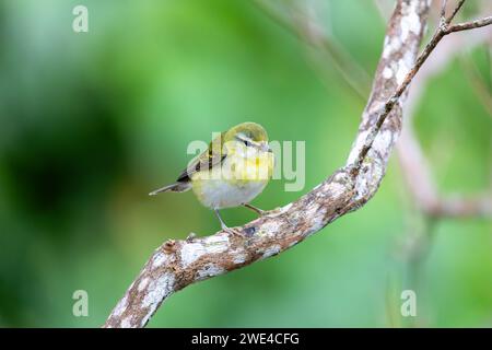 Tennessee Warbler (Leiothlypis peregrina), New World Warbler, der im Osten Nordamerikas brütet. Minca, Sierra Nevada de Santa Marta Magdalena Depar Stockfoto