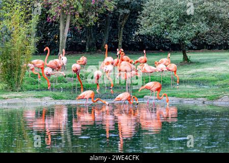 Amerikanischer Flamingo (Phoenicopterus ruber), bekannt als karibischer Flamingo. Große Flamingoarten. Reserva Natural Bioparque Wakata. Briceno munici Stockfoto