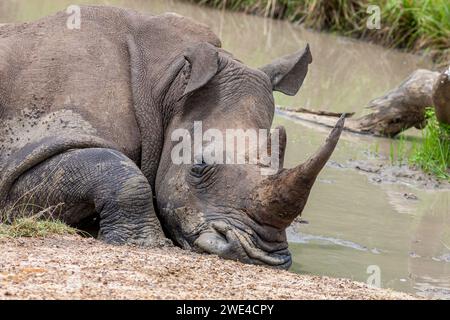 Eswatini, Swasiland, Hlane Royal National Park, Weiße Rhinozeros „Rhino“ (Ceratotherium simum) Stockfoto