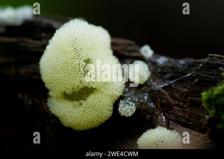 Korallenschleim (Ceratiomyxa fruticulosa porioides) Stockfoto