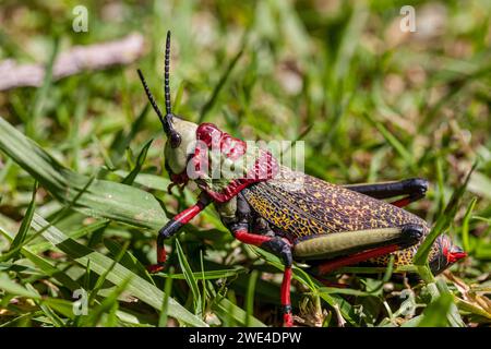 Eswatini, Swasiland, Hlane Royal National Park, Gemeine Milkweed Heuschrecke (Phymateus Morbilosus) Stockfoto