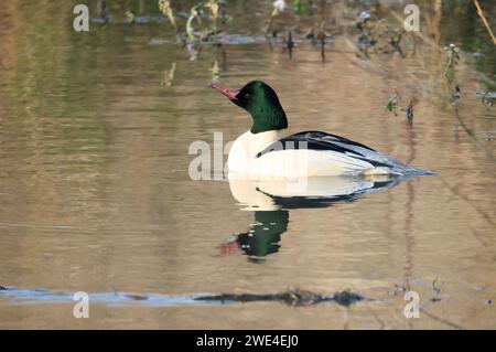 Ein Gänsehahn in der zugwiesen-Gegend, Deutschland, Europa. Stockfoto