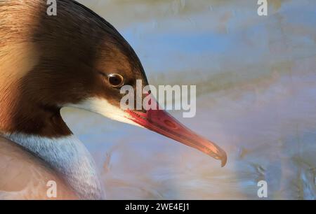 Ein Gänsehahn in der zugwiesen-Gegend, Deutschland, Europa. Stockfoto