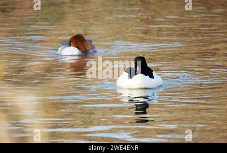 Ein Gänsehahn in der zugwiesen-Gegend, Deutschland, Europa. Stockfoto