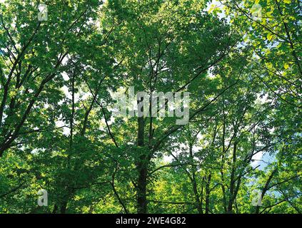 Natursinfonie: Faszinierende Landschaften in Harmony Stockfoto