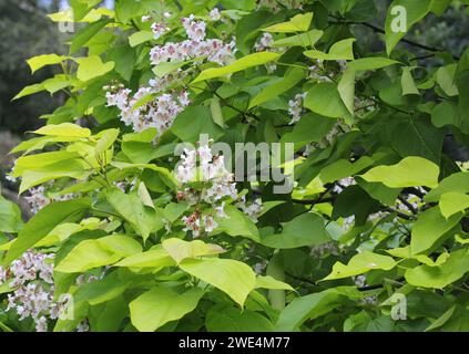 Der indische Bohnenbaum in Blume, Catalpa bignonioides Stockfoto