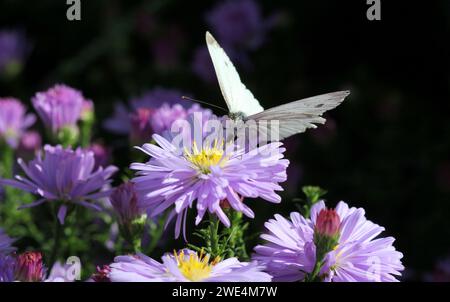 Michaelmas Gänseblümchen mit einem Weißen Schmetterling Fütterung Stockfoto