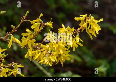 Forsythia x intermedia „Spring Glory“ eine im Winter im Frühjahr blühende Strauchpflanze mit einer gelben Frühlingsblume, die in der Blüte blattlos ist Stockfoto